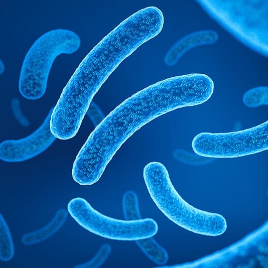 Lactobacillus probiotic bacteria