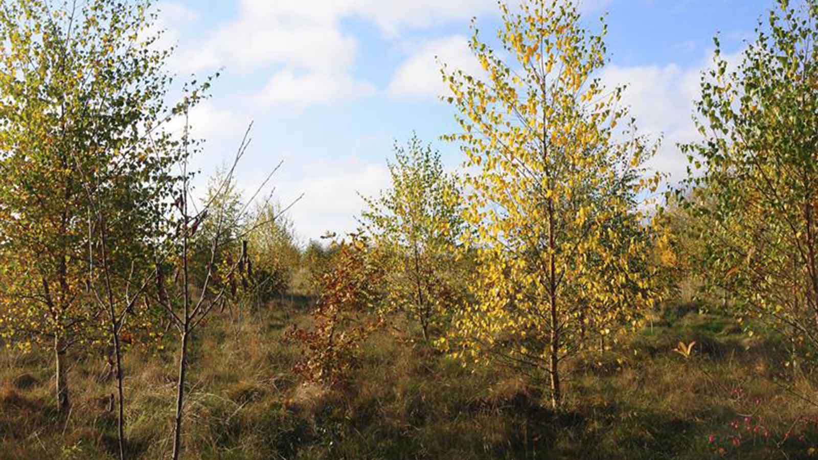 Tree saplings in autumn